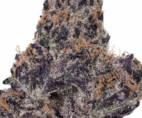 Grand daddy purple kush THC 27%