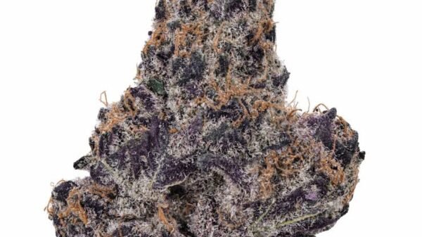 Grand daddy purple kush THC 27%